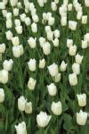 Tulips Free Stock Photo - Public Domain Pictures