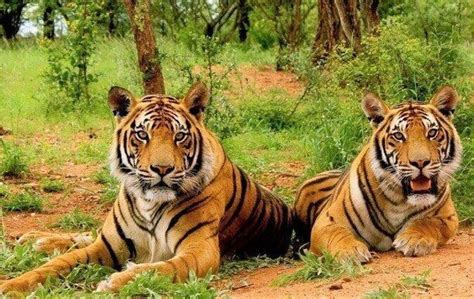 Best Sariska Tiger Reserve Tours & Tickets - Book Now