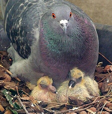 Pigeon with baby. (Squab) | Baby pigeon, Pigeon pictures, Pigeon bird