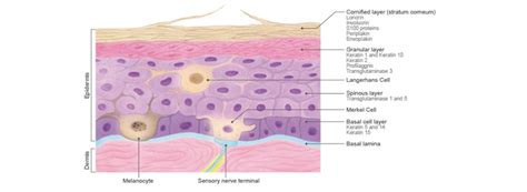 Epidermal Cells | GeneTex