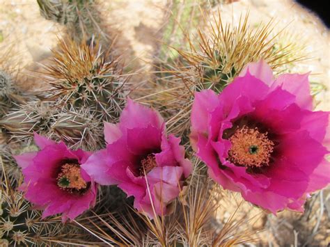 Pink Cacti Flowers Of Arizona | Cactus flower, Cactus, Pink