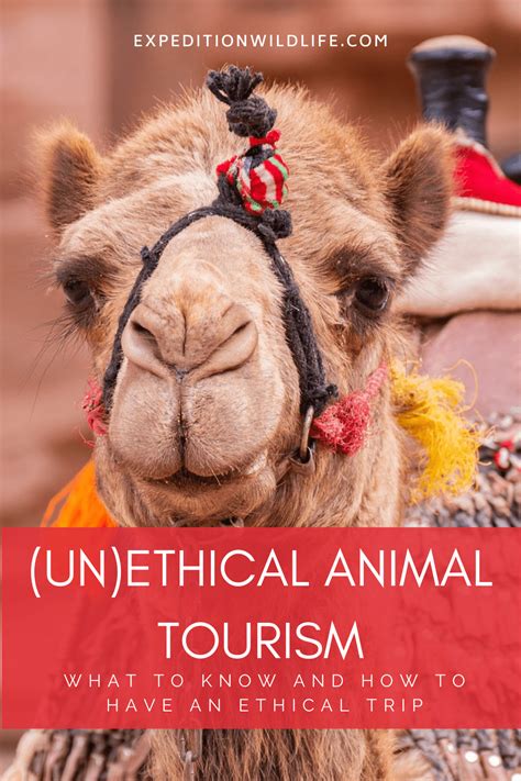 How to Recognize (Un)Ethical Animal Tourism - Expedition Wildlife