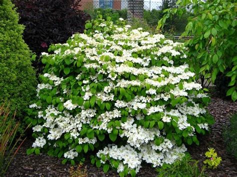 The venerable Viburnums | Evergreen garden, Garden shrubs, Urban garden