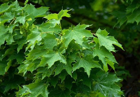 Acer platanoides 'Norwegian' Maple - Hello Hello Plants & Garden Supplies