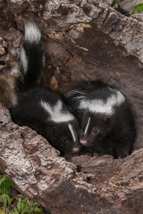 Baby Striped Skunk (Mephitis Mephitis) in Log Stock Image - Image of baby, omnivore: 57584993