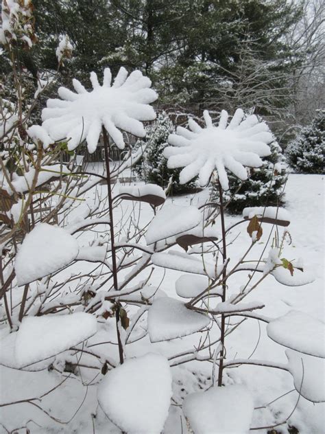 November Snow Arrives! - Rotary Botanical Gardens