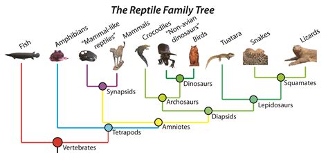 the reptile family tree is shown with different animals and their names in each column