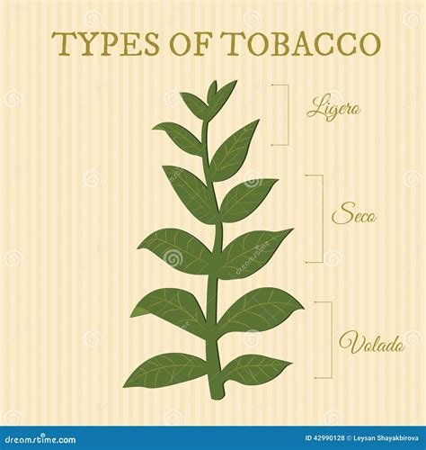 Types Of Tobacco Stock Vector - Image: 42990128