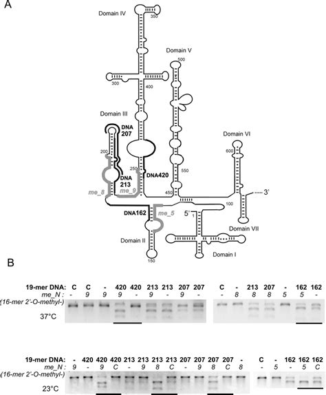 Opening of the new accessible sites for oligonucleotide hybridization... | Download Scientific ...