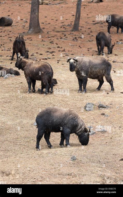 Takins including young at the Motithang Takin Preserve, Thimphu, Bhutan, Asia Stock Photo - Alamy