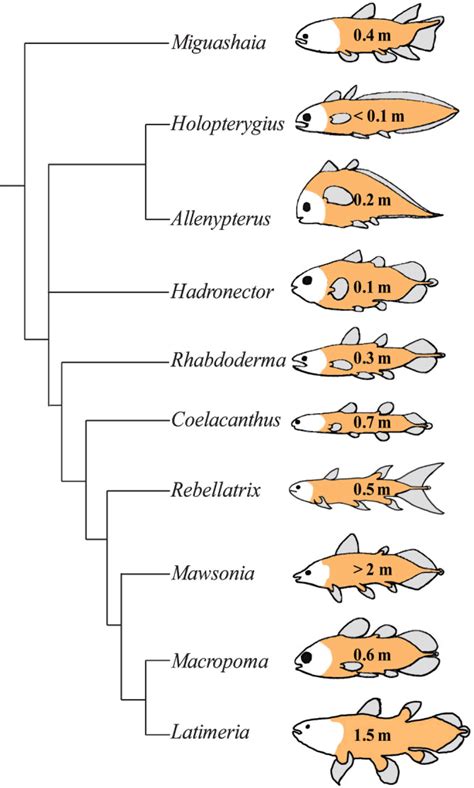 Coelacanths are unexceptional products of evolution