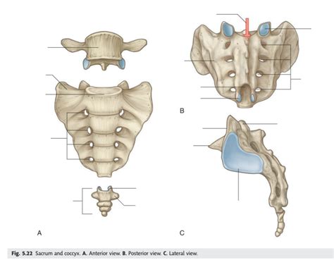 Sacrum And Coccyx