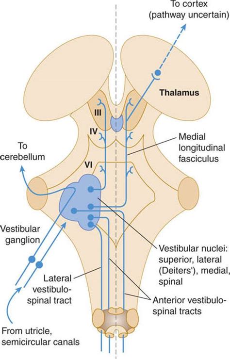 The Vestibular System - Clinical Neuroanatomy, 28 ed.