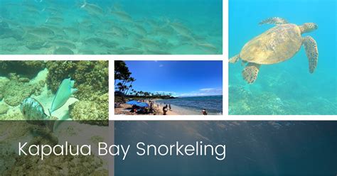 Snorkeling at Kapalua Bay on Maui | Boss Frog's