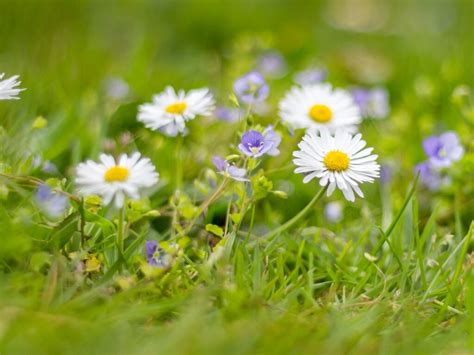 Simple Ways to Increase the Number of Wildflowers in Your Lawn - Plantlife