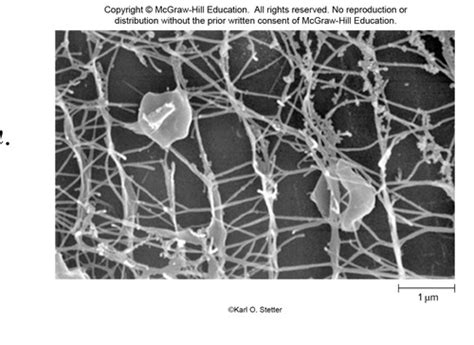 Lecture 4 & 5 (I F**ked up) - Cell Structure: Archaea & Cell Structure ...