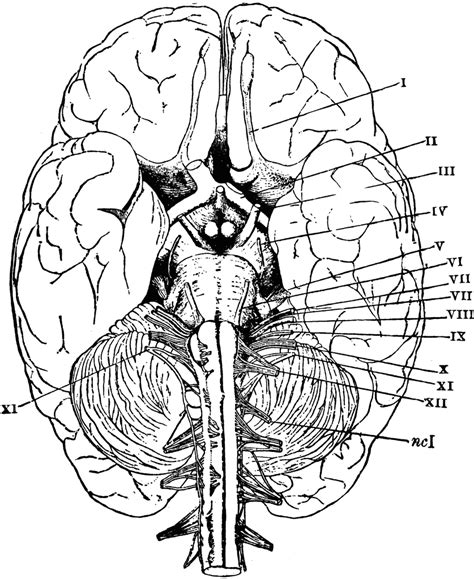 Anatomy Coloring Pages For Kids - Coloring Home