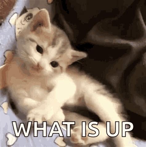 Cat Hi GIF - Cat Hi Cute - Discover & Share GIFs