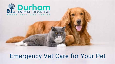 Emergency Vet Care for Your Pet Durham Animal Hospital