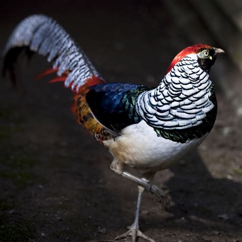 Murray McMurray Hatchery - Lady Amherst Pheasant - Juvenile - M/F Pair