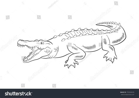 Crocodile Drawing Vector Illustration Stock Vector (Royalty Free) 755934535 | Shutterstock