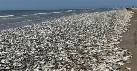 Tens of thousands of dead fish wash up on Texas coast | Flipboard