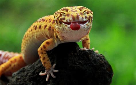 Un gecko leopardo saca la lengua a la cámara, Indonesia (Mang Day, 2016 ...