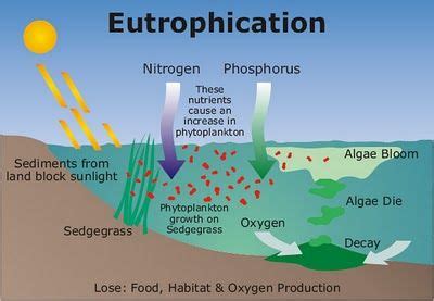 Farmers need to decrease the use of synthetic fertilizers and prevent it from entering coast ...