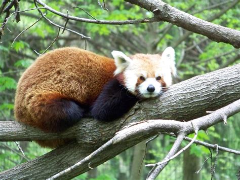 red panda | Sadie Hart | Flickr