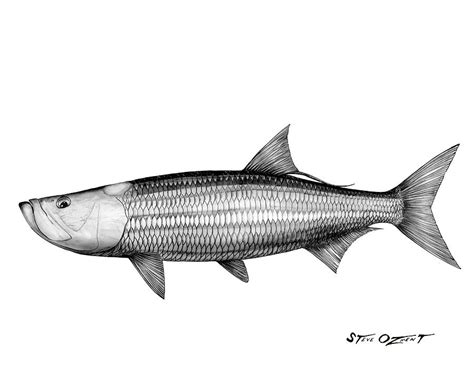 Black and white tarpon Drawing by Steve Ozment - Fine Art America