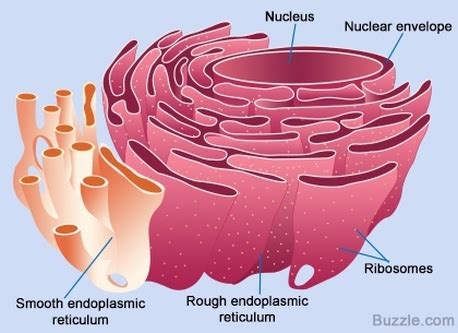 Smooth Endoplasmic Reticulum