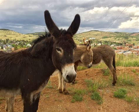 Free roaming donkeys in #CrippleCreek #Colorado | Horses, Cripple creek ...