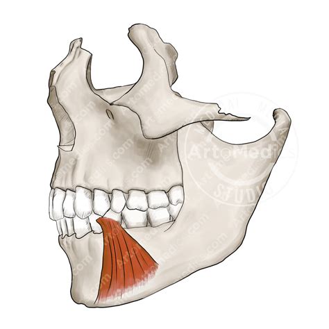 Depressor Anguli Oris Muscle - Artomedics Studio