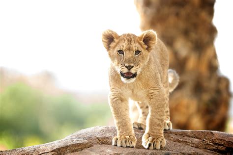 Dixie, female lion cub San Diego Zoo Safari Park | I believe… | Flickr