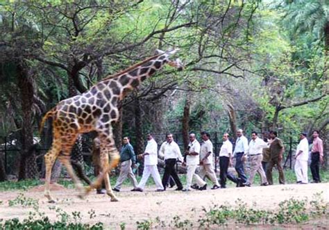 Nehru Zoological Park Hyderabad, timings, entry ticket cost, price, fee ...