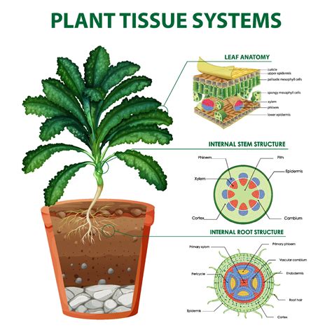 Diagram showing plant tissue systems 7207121 Vector Art at Vecteezy