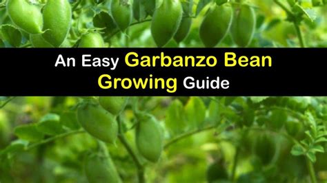 Grow Garbanzo Bean Plants - Clever Tricks for Planting Garbanzo Beans