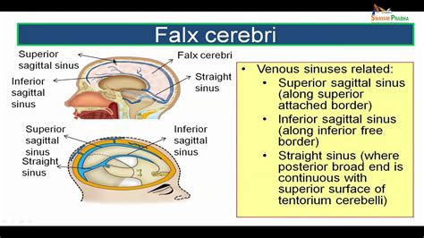 Brain, Cranium, And Meninges (dural Folds And Sinuses) Diagram Quizlet ...