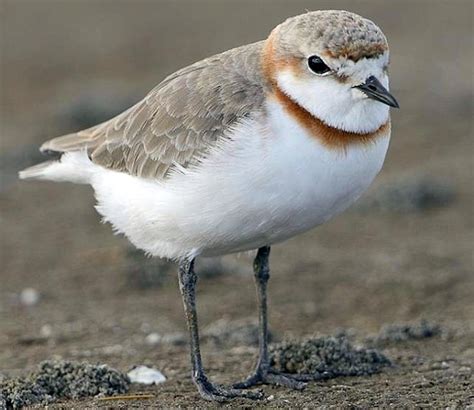 Chestnut-banded Plover