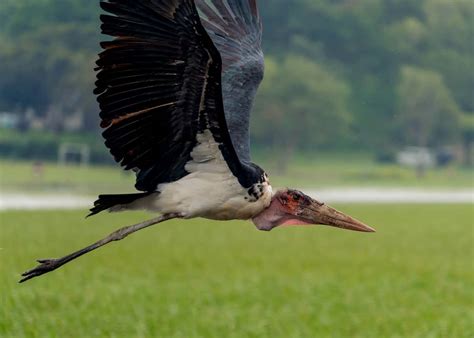 15 Ugly Facts About Africa's Marabou Stork (Leptoptilos crumeniferus ...