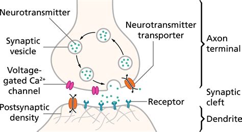 Neuron And Neurotransmitters Diagram
