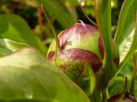 Peony bud among the leaves close up free image download