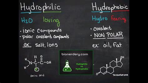 hydrophilic - Google Search | Hydrophobic, Biology notes, Amino acids