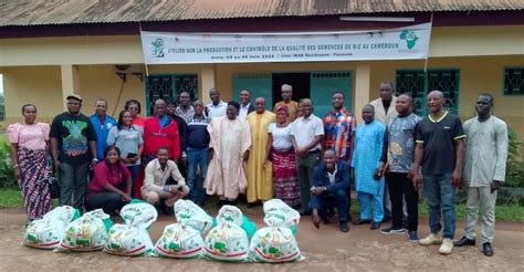 To enhance productivity: AfricaRice hands over breeder rice seeds varieties to gov’t | The ...