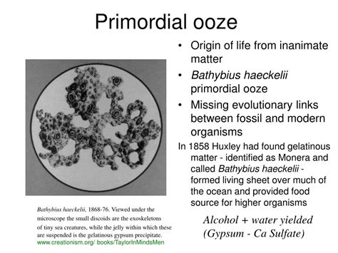 PPT - SIO 277 Deep-Sea Biology PowerPoint Presentation, free download ...