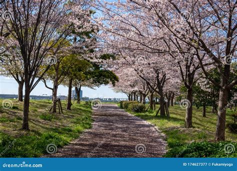 Arakawa River Cherry Blossoms in Japan Tokyo Stock Image - Image of blossoms, bloom: 174627377