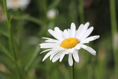 Flower Daisy White - Free photo on Pixabay - Pixabay