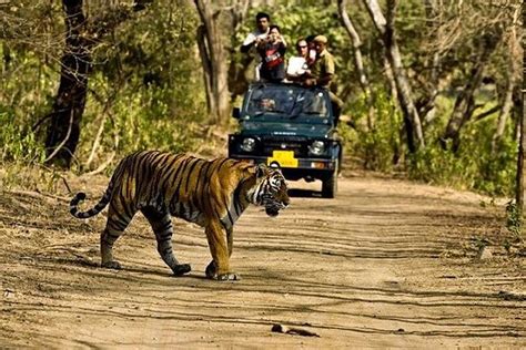 TripAdvisor | Excursion d'une journée à Khajuraho : safari dans la ...