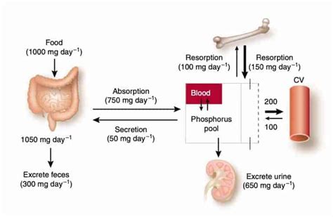 Phosphorus & Kidney Disease | Everything You Need To Know | Kidney Coach