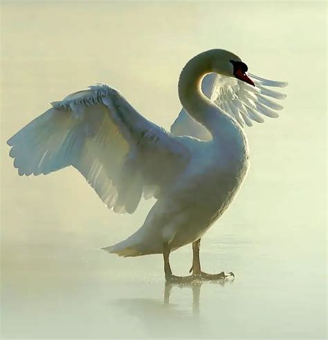 Swan Meaning and Swan Symbolism on Whats-Your-Sign